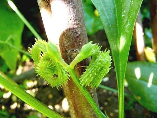 Prickly Caterpillar, Prickly Scorpions Tail , Scorpiurus muricatus, A Very Rare Europian Legume, Great for kids to grow ! - Caribbeangardenseed