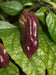 Purple Ghost Pepper Seeds (Capsicum chinense) Bhut Jolokia - Caribbeangardenseed