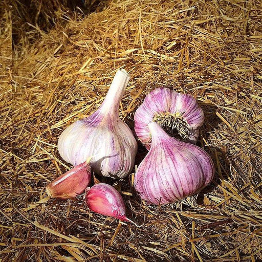 Russian Red garlic bulbs, (Hard-neck garlic ) - Caribbeangardenseed