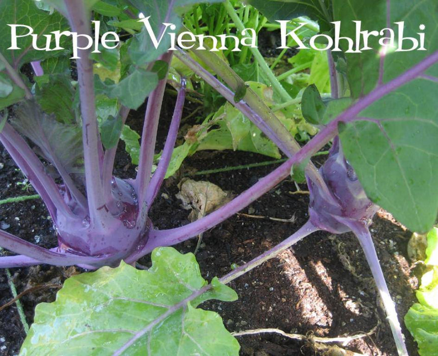 Kohlrabi Purple Vienna-KOHL RABI - Heirloom VEGETABLE SEEDS - Caribbeangardenseed