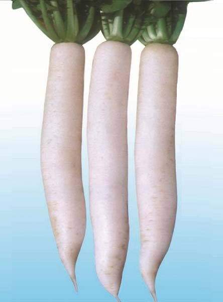 Early Daikon Giant White -Radish SEEDS – Asian Vegetable . - Caribbeangardenseed