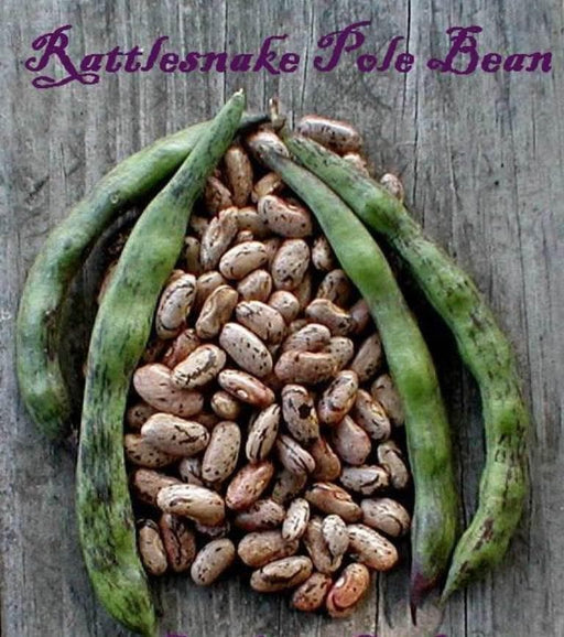 Rattlesnake SNAP POLE BEAN,(Phaseolus vulgaris) aka Preacher Bean Seeds - Caribbeangardenseed