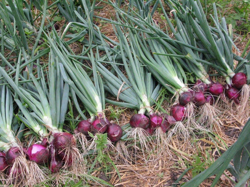 Red Burgundy Onion,Long Day Onion-Plant Spring-fall , - Caribbeangardenseed