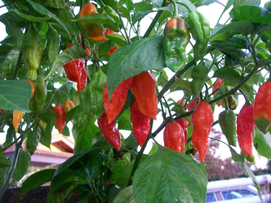 Ghost pepper, live plant, Capsicum chinense - Caribbeangardenseed