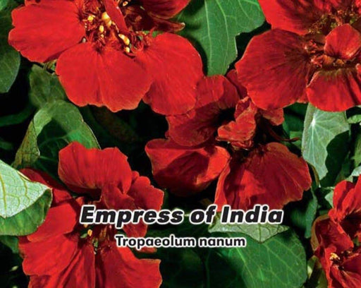 Nasturtium flowers, Empress Of India, Groundcover, Vine - Caribbeangardenseed