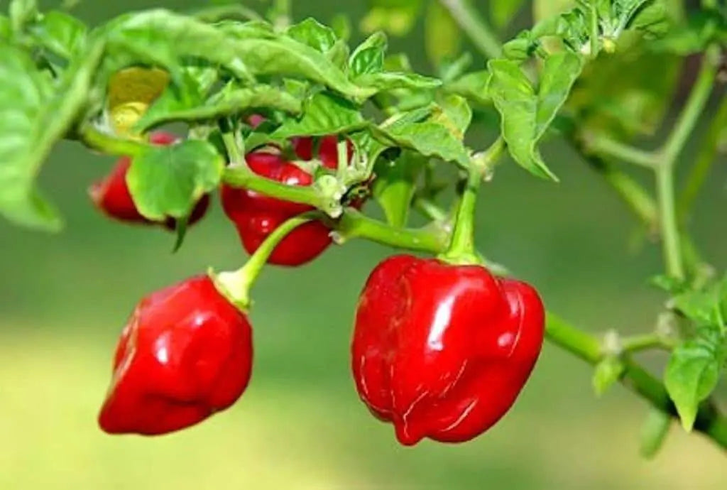 Red Savina Pepper Seeds(Capsicum chinense ),Open Pollinated - Caribbeangardenseed