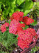 Yarrow Flowers Seed, Red (Achillea millefolium rubra) Perennial ! - Caribbeangardenseed