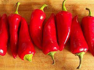 Achar Hot Pepper Seeds -Capsicum annuum - Caribbeangardenseed