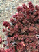 Dragon's Blood Stonecrop,( Sedum spurium) SUCCULENT GROUNDCOVER, - Caribbeangardenseed