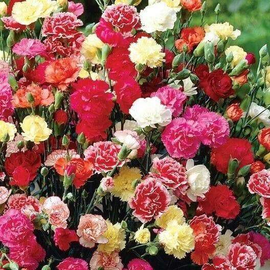 Carnation Flowers Seeds (Chabaud Mix) Perennial - Caribbeangardenseed