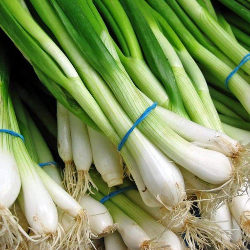Evergreen WHITE BUNCHING Onion Seeds, Asian Vegetable - Caribbeangardenseed