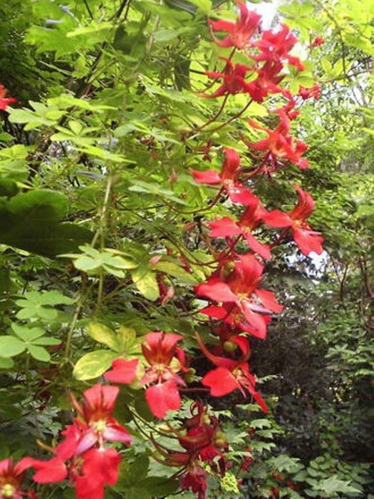 Scottish Flame Flower,Tropaeolum speciosum - Flame Nasturtium, Rare exotic vine,Very rewarding to have in the landscape - Caribbeangardenseed