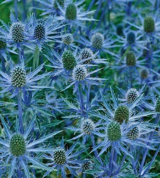 Flowers seed ERYNGIUM alpinum 'Blue Star Alpine Sea Holly - Caribbeangardenseed