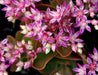 SEDUM Seeds, obtusifolium var. listoniae , Perennial Flowers/Rock Garden, Stonecrop - Caribbeangardenseed