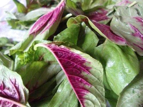 Amaranth Seeds"Red Beauty" Asian Vegetables - Caribbeangardenseed