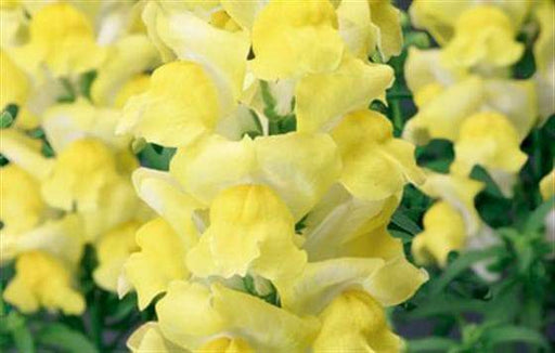 Snapdragon Seeds -'Arrow Yellow'-Bloom all Summer, Perennial ! - Caribbeangardenseed