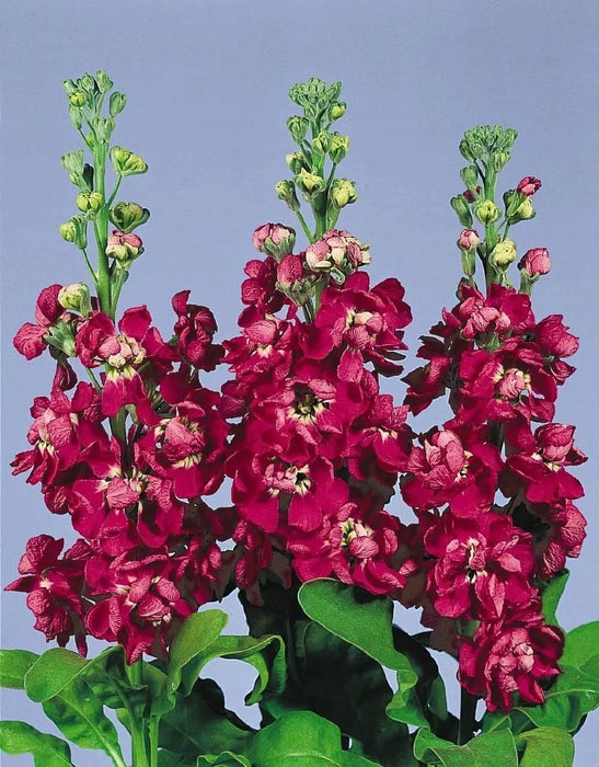 Stock SEEDS-Crimson (Matthiola Incana ) ANNUAL FLOWERS, - Caribbeangardenseed