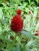 Strawberry Fields Gomphrena Seeds (Gomphrena Globosa RED) Flowers Seeds, make an excellent cut flower for either fresh or dried arrangements - Caribbeangardenseed