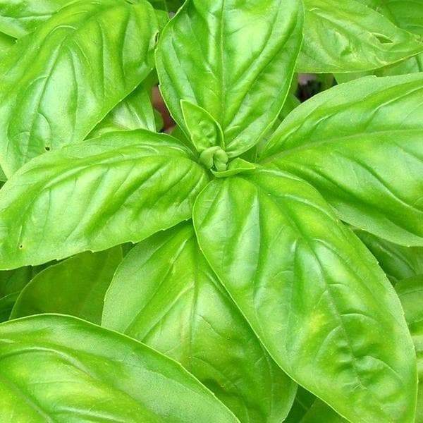 Sweet Basil ‘Italian Large Leaf (Ocimum basilicum) Organically Grown - Caribbeangardenseed