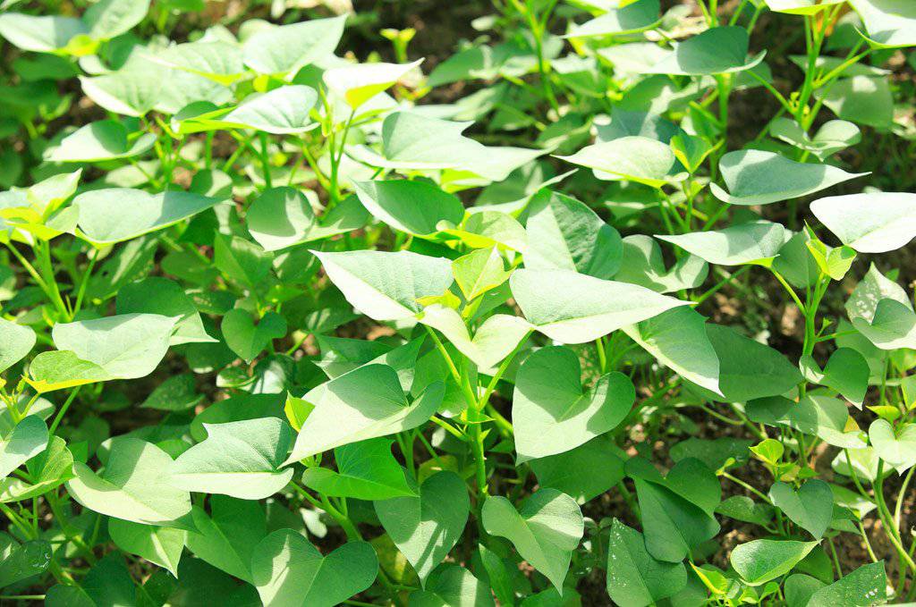 Covington Sweet Potato Plants/Slips - Caribbeangardenseed