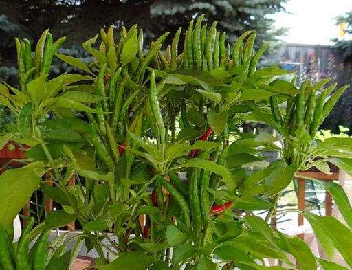 Hawk Claw Pepper Seeds - Capsicum annuum - Caribbeangardenseed