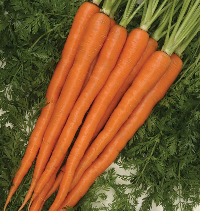 Tendensweet Carrot Seeds,Biannual,Heirloom,Non-Hybrid,Non-GMO ,Biannual Vegetable, AAS WINNER, - Caribbeangardenseed