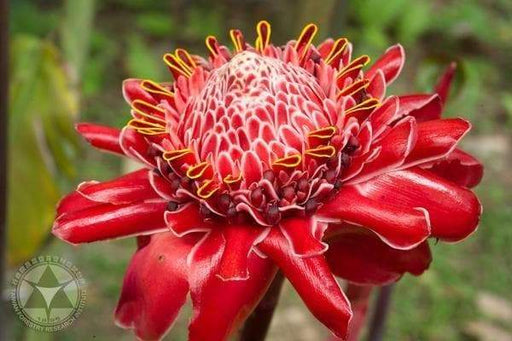 RED TORCH GINGER SEEDS ( ETLINGERA ELATIOR ) GREAT CUT FLOWERS - Caribbeangardenseed