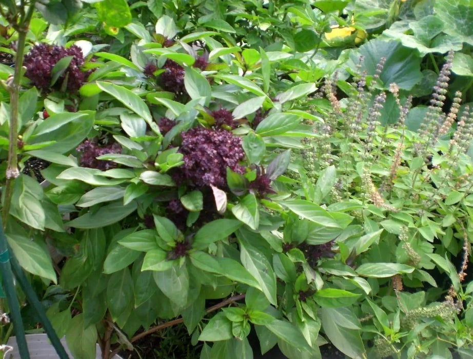 Thai Basil~Herb Seeds, Asian Vegetable - Caribbeangardenseed