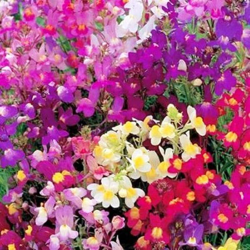 Toadflax Flowers Seeds Northern Lights Mix- a.K.a Baby Snapdragon - Caribbeangardenseed