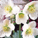 Helleborus Bareroot , Christmas Rose’ perennial - Caribbeangardenseed