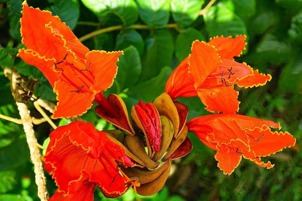 African tulip tree Seeds, (Spathodea campanulata) flame-of-the-forest - Caribbeangardenseed