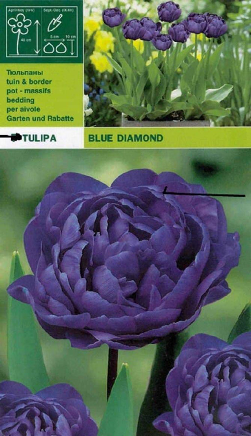 Blue Diamond Tulip BULBS, Double Late ,FALL PLANTING - Caribbeangardenseed