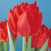 Tulip Double Early Abba,12/+cm, Fall Planting Bulbs, NOW SHIPPING! - Caribbeangardenseed