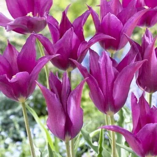 Tulip Lily Flowering Purple Dream (Bulbs)12/+cm Bloom Late Spring,Shipping Now - Caribbeangardenseed