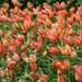 Little Princess "Species Tulip BULBS - Caribbeangardenseed