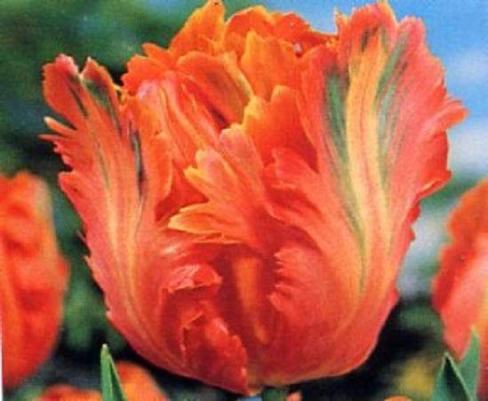Apricot Parrot (10 Tulip Bulbs),12/+cm, Big Blooms Excellent for Bouquets - Caribbeangardenseed