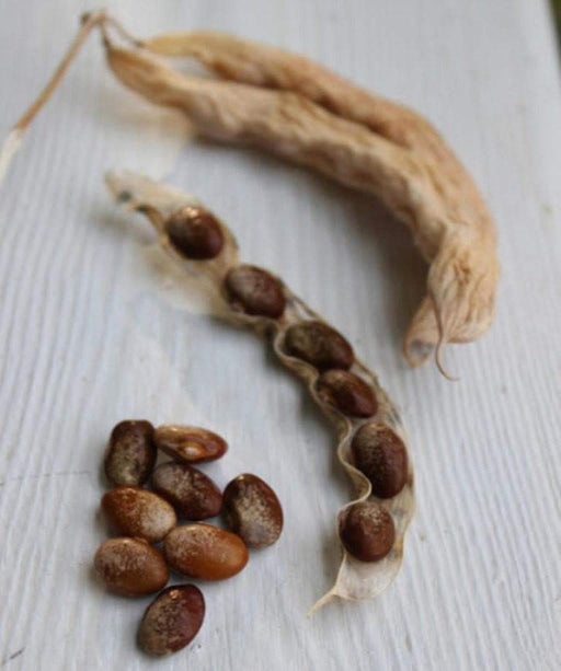 TURKEY CRAW BEAN, Organic Seeds - Phaseolus Vulgaris - Heirloom Pole bean - Caribbeangardenseed