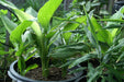 Turmeric,Yellow Variety (rhizome) ,Plant Indoors or Outdoors - Caribbeangardenseed