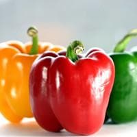 Sweet Bell Pepper - Mix,Red,yellow,Orange, Capsicum annuum, Annual - Caribbeangardenseed