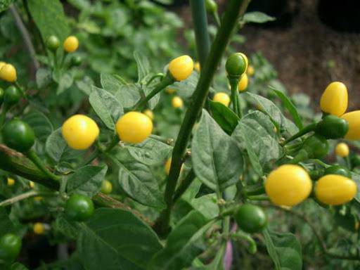 Wiri Wiri Pepper Seeds ,YELLOW,- (CAPISUM frutescens) - From Guyana ! - Caribbeangardenseed