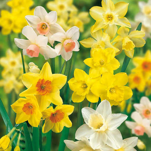 Daffodil 'Large Flowering Mixture' - Daffodil Bulb Size 12/14 cm - Caribbeangardenseed
