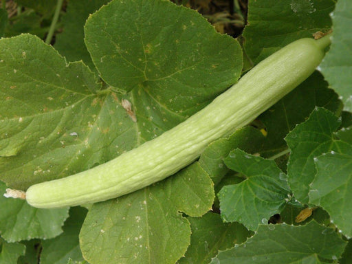 ARMENIAN LONG Cucumber Seeds, Asian vegetable - Caribbeangardenseed