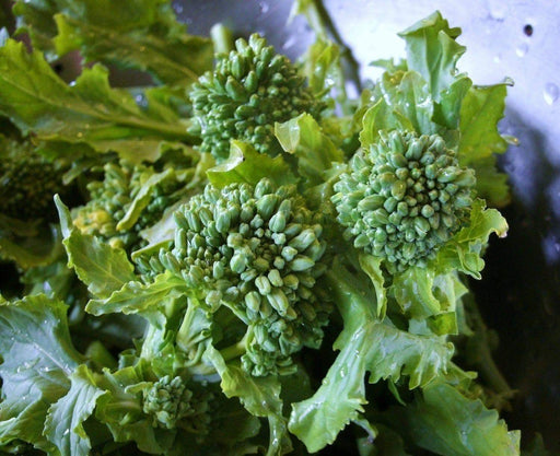 Broccoli Raab SEEDS, Spring RAAB ,rapini (Brassica Rapa) Asian Vegetables - Caribbeangardenseed