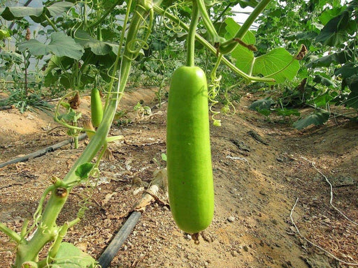 Calabash Long ,Edible bottle gourd Seeds (Asian vegetable) - Caribbeangardenseed