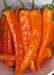 Orange,'bull's horn' PEPPER SEEDS- Corno di toro- Capsicum annuum - Caribbeangardenseed
