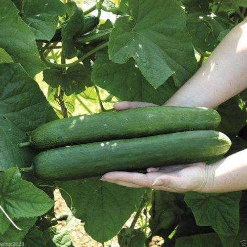 Early Spring Burpless Cucumber Seeds, ANNUAL VEGETABLES - Caribbeangardenseed