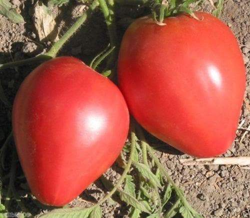 Heirloom Japanese Giant Oxheart -Tomato Seeds,Open Pollinated - huge, 1-2 lb. - Caribbeangardenseed