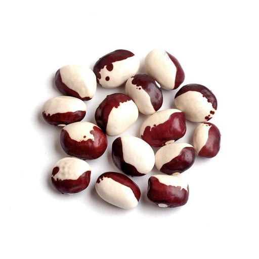 Organic Non-Gmo, RED CALYPSO BEAN (Phaseolus vulgaris) Shelling,Bush, Dry Bean - Heirloom Also known as Yin/Yang bean. - Caribbeangardenseed