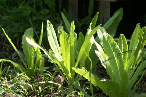 Pointed Leaf Taiwan Sword Leaf, lettuce SEEEDS. ASIAN VEGETABLE - Caribbeangardenseed
