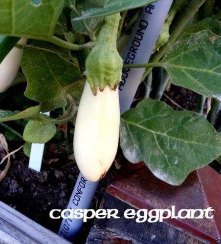 White Eggplant Seeds - " Casper " From France, Heavy yields of 5-6” Fruits. - Caribbeangardenseed